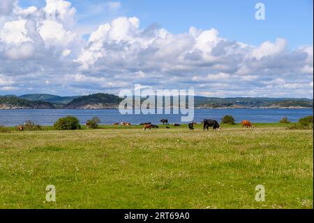 Cattle graze on pastures on Jomfruland island on a bright and sunny summer's day. Telemark county, Norway. Stock Photo