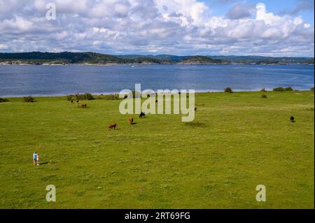 Mother and daughter watch cows graze on pastures on Jomfruland island on a bright and sunny summer's day. Telemark county, Norway. Stock Photo
