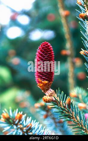 Early cone of a Picea likiangenis Stock Photo