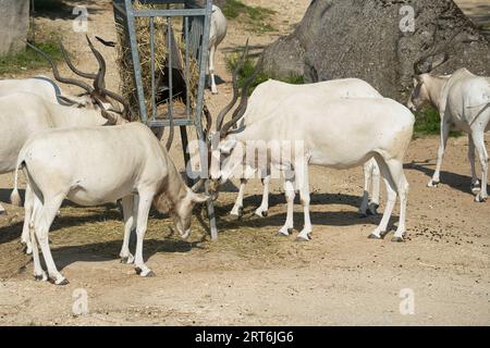 Antelopa addax (Addax nasomaculatus), also known as the white antelope and the screw horn antelope, is an antelope native to the Sahara Desert Stock Photo