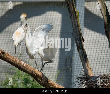 Cattle egret, Ardea ibis in the Paris zoologic park, formerly known as the Bois de Vincennes, 12th arrondissement of Paris, which covers an area of 14 Stock Photo