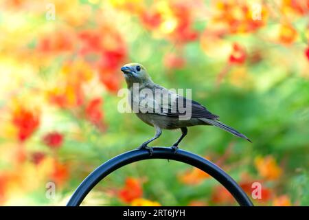 Portrait of a Palm Tanager, perching on a black stand in a garden with colorful background. Stock Photo