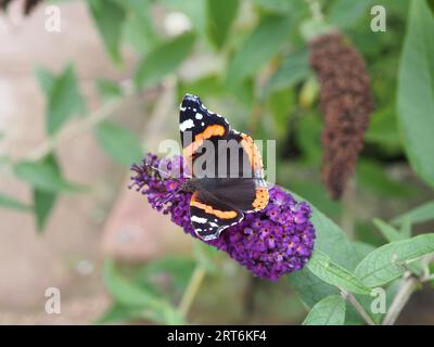 Close up of Vanessa atalanta, the Red Admiral butterfly, sitting on a deep purple buddleja flower with its colourful wings spread Stock Photo