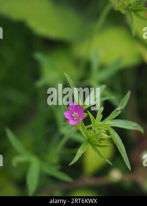 Close up of the tiny pink flower of Geranium dissectum (cut-leaved crane's-bill), a wildflower native to the UK Stock Photo