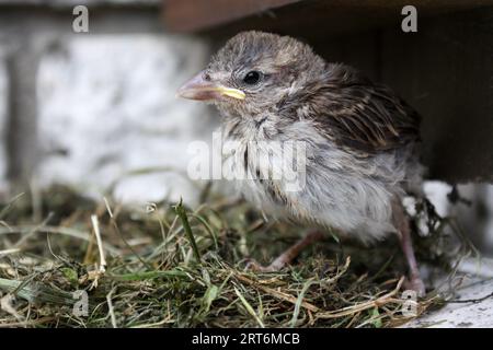 An abandoned bird – a house sparrow (Passer domesticus). Stock Photo