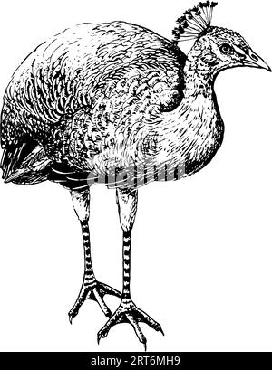 Vector peacock bird illustration in black and white sketch style. Peafowl peahen of paradise. Hand drawn realistic tropical clipart. Stock Vector