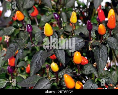 colorful hot chili peppers on plant, Capsicum frutescens, also called lila luzi or peruvian purple Stock Photo