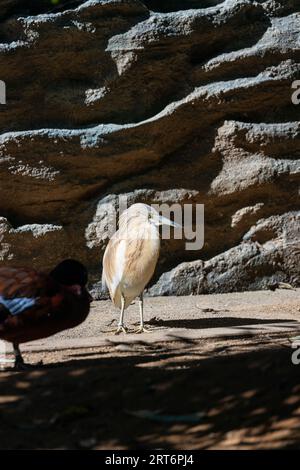 A graceful Squacco Heron, Ardeola ralloides, elegantly perched on the stunning Fernando de Noronha Islands. Stock Photo