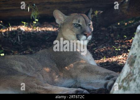 Puma concolor, is a carnivorous mammal from the Felidae family which lives in forests, mountains and deserts throughout America and South Americain Stock Photo