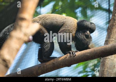 The bearded saki in the Paris zoologic park, formerly known as the Bois de Vincennes, 12th arrondissement of Paris, which covers an area of 14.5 hecta Stock Photo