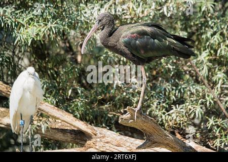 glossy ibis (Plegadis falcinellus) is a water bird in the order Pelecaniformes and the ibis and spoonbill family in the Paris zoologic park Stock Photo