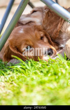 Cute brown puppy dogs sleeping in sunshine on grass under a garden chair Stock Photo