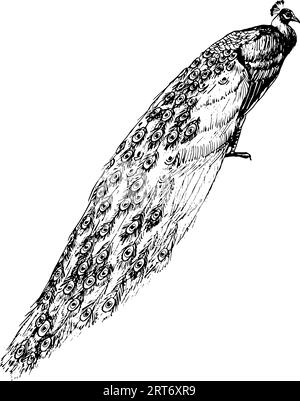 Peacock bird with long tail line vector illustration. Tropical nature realistic detailed clipart in black and white. Stock Vector