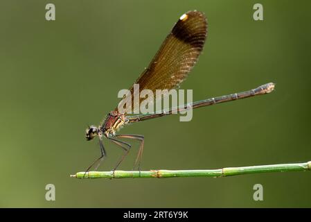 Side view closeup of swamp darner dragonfly Epiaeschna heros sitting on thin leafless branch against blurred background Stock Photo