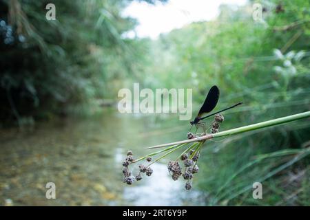 Side view of swamp darner dragonfly Epiaeschna heros sitting on green branch with flowers against blurred background Stock Photo