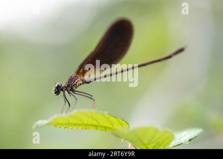 Side view closeup of swamp darner dragonfly Epiaeschna heros sitting on green leaf against blurred background Stock Photo