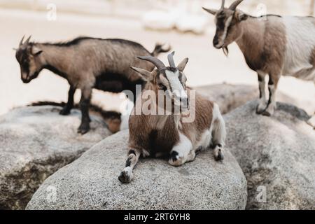 American Pygmy goats resting on stones in zoo against blurred background during sunny summer day Stock Photo