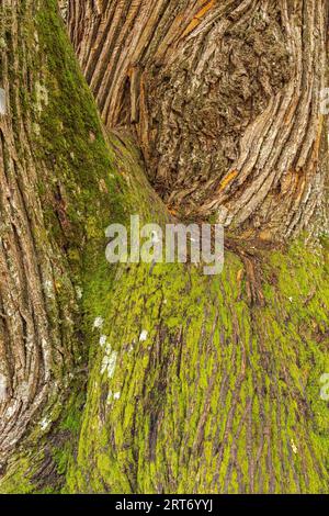 Closeup of the bark of an old tree trunk in the texture of the forest Stock Photo