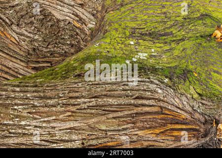 Closeup of the bark of an old tree trunk in the texture of the forest Stock Photo