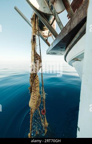 Fish Caught in the Net Against the Background of Water, Zander, Stock Image  - Image of reflections, fishing: 128011191