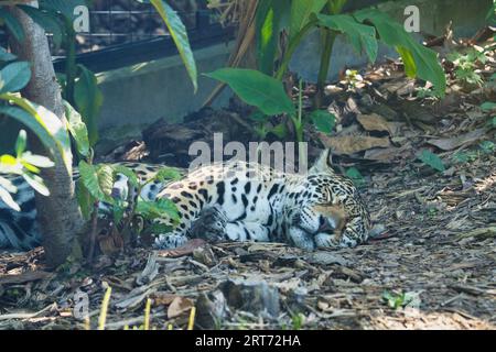 The jaguar, Panthera onca sleeping on the ground is a carnivorous mammal from the Felidae family in the Paris zoologic park Stock Photo