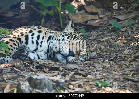 The jaguar, Panthera onca sleeping on the ground is a carnivorous mammal from the Felidae family in the Paris zoologic park Stock Photo