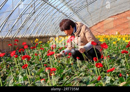 Luannan County - November 15, 2017: ladies Picking Gerbera flowers in a greenhouse，Luannan County, Hebei Province, Chinese Stock Photo