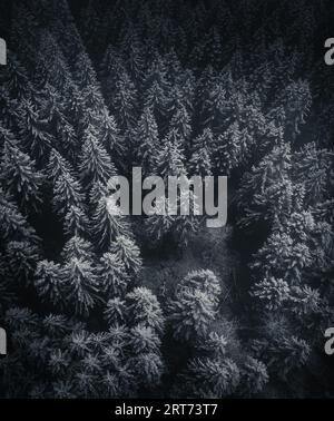 Aerial photo of winter pine forest in daylight Stock Photo - Alamy