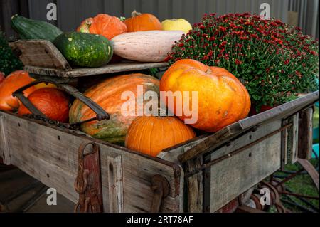 Pumpkins and gourds a Fall or Autumn favorite for the Halloween and Thanksgiving holiday decoration or decorating in Alabama, USA. Stock Photo
