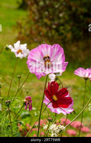 Beautiful cosmos flower, cosmos bipinnatus, in white-pink with a honey bee on the stamens, after a rain shower Stock Photo