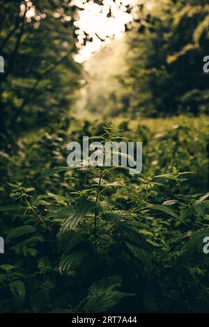 Stinging nettle (Urtica dioica)in forest with natural golden sunlight on background. Moody and dark photo of plants in forest. Stock Photo