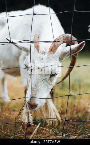Portrait of beautiful and cute goat standing on green meadow near the forest and posing to camera. White domestic goat is feeding and behind the fence Stock Photo