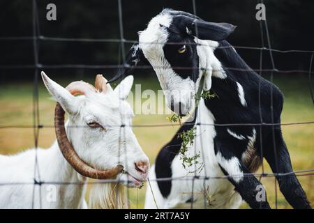 Portrait of beautiful and cute goats standing on the green meadow near the forest (free range) and posing to camera. Crazy goats are feeding and jumpi Stock Photo