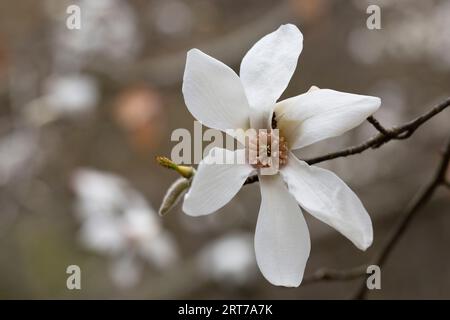 blossoming Magnolia kobus flower close-up in early spring. Stock Photo