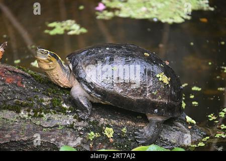 Turtle on a log Stock Photo