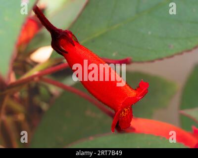 Tubular red summer flower of the sub-tropical perennial Kohleria eriantha Stock Photo