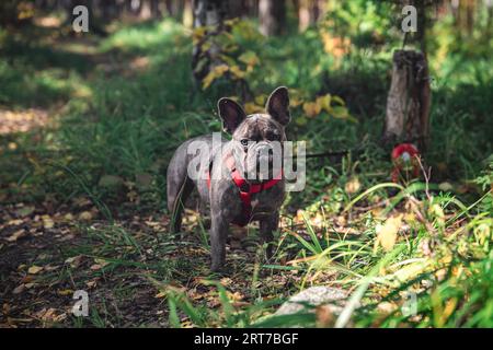 beautiful adorable brindle french bulldog in a harness on a walk Stock Photo