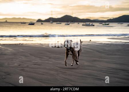 Beautiful American Stanford playing in the beach at sunset in Hermosa Beach Costa Rica Stock Photo