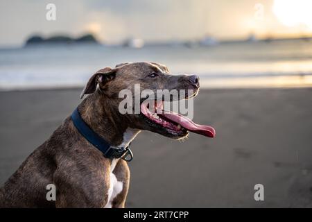Beautiful American Stanford playing in the beach at sunset in Hermosa Beach Costa Rica Stock Photo