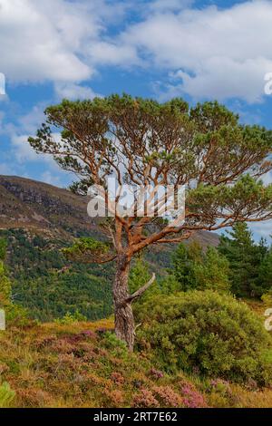 Scots Pine Tree Pinus sylvestris in late summer Scotland with purple heather Stock Photo
