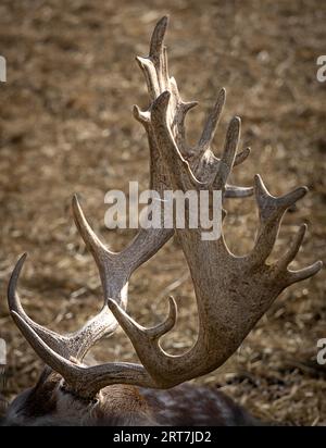 The elegant and beautiful horns of a deer shining in the sun's rays. Stock Photo