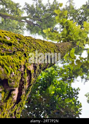 Green mossy tree background for product display montages. Beautiful morning in the forest. Winter foggy morning with low-angle view forest with trees. Stock Photo