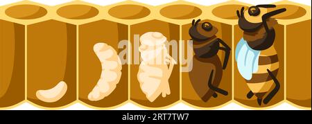 Cartoon bee life cycle. Development process from bee egg, larvae, pupation stage to emerging bee vector illustration Stock Vector
