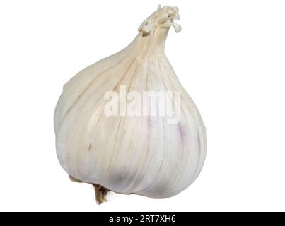 Bulb of garlic isolated on white background Stock Photo