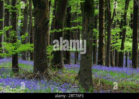 Bluebells in Delcombe Wood, Dorset, UK Stock Photo