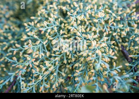 Close-up of a Thuja twig with green background behind  Stock Photo