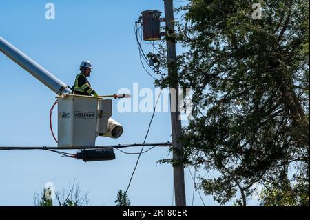 Potterville, MI - September 9, 2023: An arborist prunes trees close to power lines Stock Photo