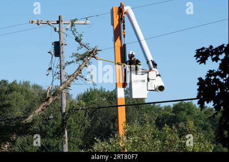 Potterville, MI - September 9, 2023: An arborist prunes trees with using an undercut close to power lines. Stock Photo
