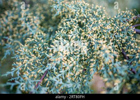 Close-up of a Thuja twig with green background behind  Stock Photo