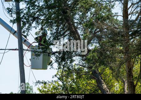 Potterville, MI - September 9, 2023: An arborist prunes trees close to power lines Stock Photo